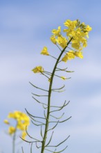 High single rape blossom in front of a blue sky, Baden-Württemberg, Germany