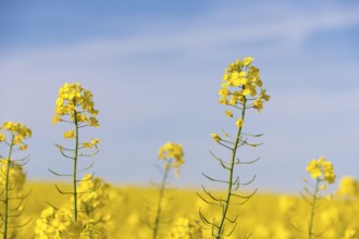 Close-up of bright rape blossoms against a blue sky. Sunny and clear atmosphere, Baden-Württemberg,
