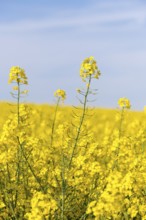 Rapeseed flowers stand tall in a blooming rapeseed field under a blue sky. Vibrant colours and