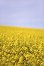 A vast rapeseed field with yellow flowers under a blue, slightly cloudy sky, emphasising the