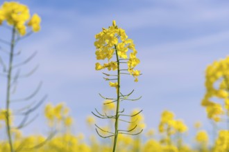 Yellow rape blossom in front of a blue sky, Baden-Württemberg, Germany