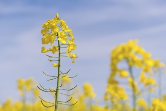 Single rape blossom in front of a blue sky, Baden-Württemberg, Germany