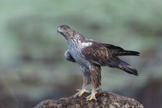 Bonelli's eagle, male (Aquila fasciata), on a rock, Andalusia Spain