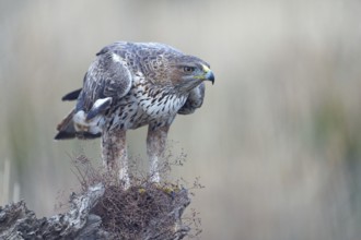 Bonelli's eagle (Aquila fasciata), mounted, Castilla-La Mancha, Spain