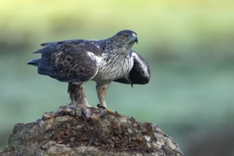 Bonelli's eagle (Aquila fasciata), on a rock, Andalusia Spain