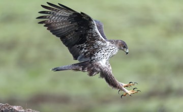 Bonelli's eagle (Aquila fasciata) approaching a cliff, Andalusia, Spain