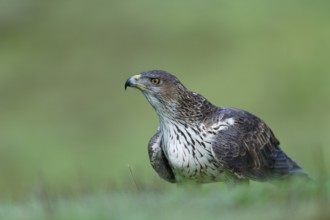Bonelli's eagle (Aquila fasciata), portrait, Andalusia Spain