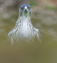 Bonelli's eagle male (Aquila fasciata), portrait, Andalusia Spain