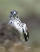 Bonelli's eagle (Aquila fasciata), portrait, Andalusia Spain