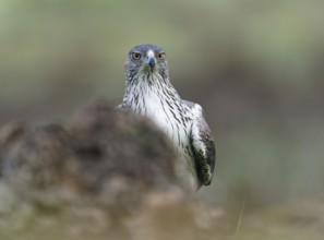 Bonelli's eagle (Aquila fasciata), hidden Andalusia Spain
