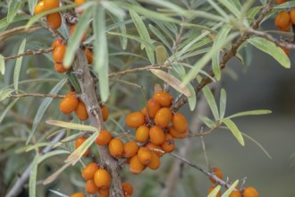 Sea buckthorn (Hippophae rhamnoides), fruit, North Rhine-Westphalia, Germany