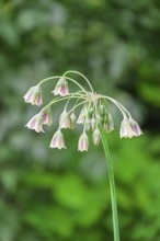 Allium siculum (Allium siculum), Münsterland, North Rhine-Westphalia, Germany