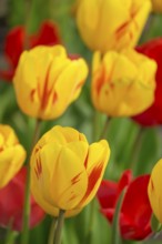 Bed with red and yellow-red tulips (Tulpia), Münsterland, North Rhine-Westphalia, Germany
