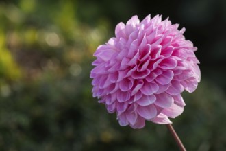 Dahlia (Dahlia), Münsterland, North Rhine-Westphalia, Germany
