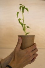 Hands gently holding a small plant growing in a recycled paper cup, symbolizing environmental