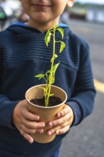 Close up of a child gently holding a small plant in a recycled paper cup, symbolizing environmental