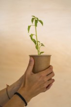 Hands gently holding a biodegradable cup containing a small, vibrant plant, symbolizing