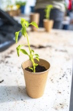 Small seedling growing in a recycled paper cup, symbolizing environmental sustainability and eco