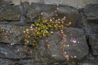Cymbalaria muralis on a wall, North Rhine-Westphalia, Germany