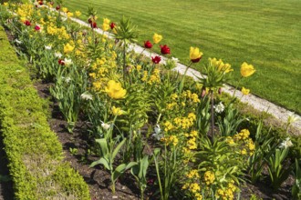 Flower bed with red and yellow tulips, castle park, Schloss Neuhaus, Paderborn, Westphalia, North
