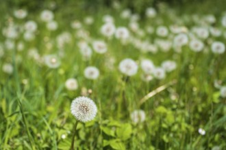 Meadow with faded dandelion (Taraxacum), dandelion, selective pungency, North Rhine-Westphalia,