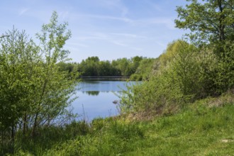 Shrubs on the shore of the Lippesee, reservoir, Sande, Paderborn, Westphalia, North