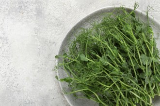 Fresh pea shoots are beautifully arranged on a round gray plate, highlighting their vibrant green