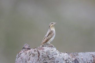 Eurasian wryneck (Jynx torquilla) Germany