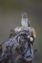 Eurasian wryneck (Jynx torquilla) Germany