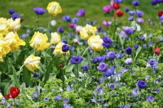 Yellow tulips (Tulipa), blue crown anemone (Anemone coronaria), garden anemone, colourful bed,