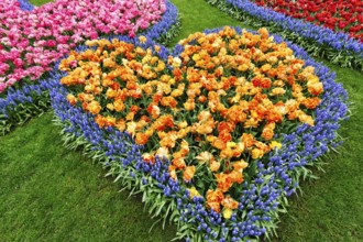 Heart, bed with tulips (Tulipa) and grape hyacinths (Muscari), view from above, Keukenhof Gardens,