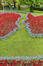 Couple, embrace, kiss, bed with tulips (Tulipa) and grape hyacinths (Muscari), view from above,