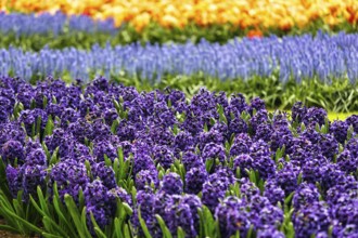 Blue hyacinths (Hyacinthus) in a flower bed, spring, Keukenhof gardens, Lisse, Bollenstreek, South