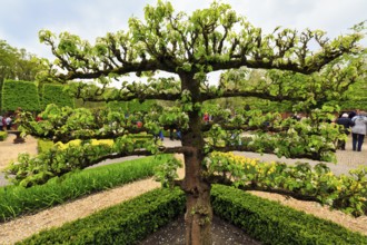 Flowering fruit tree, espalier fruit, Keukenhof gardens, Lisse, Bollenstreek, South Holland,