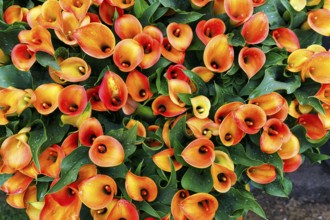 Orange-coloured flower-bed of the calla, Zantedeschia in a flower bed, sea of flower-bed, view from
