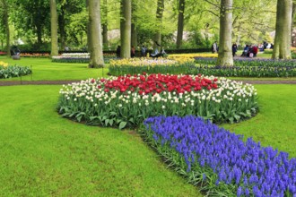 Tulips (Tulipa) and grape hyacinths (Muscari), flower beds in a meadow, Keukenhof gardens, Lisse,