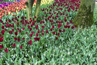 Different coloured tulips (Tulipa), Keukenhof gardens, Lisse, Bollenstreek, South Holland,