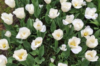 White tulips (Tulipa), tulip bed, view from above, Keukenhof Gardens, Lisse, Bollenstreek, South