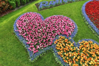 Two hearts, bed with tulips (Tulipa) and grape hyacinths (Muscari), view from above, Keukenhof