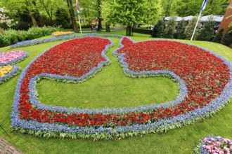 Couple, embrace, kiss, bed with tulips (Tulipa) and grape hyacinths (Muscari), view from above,
