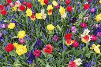 Different coloured tulips (Tulipa), colourful tulip bed, Keukenhof gardens, Lisse, Bollenstreek,