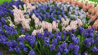 Different coloured hyacinths (Hyacinthus) in a flower bed, spring, Keukenhof Gardens, Lisse,