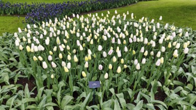 Tulipa polychroma (Tulipa), tulip bed, Keukenhof gardens, Lisse, Bollenstreek, South Holland,