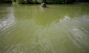 Blue-green algae, water is green, Feuersee, Stuttgart-West, Stuttgart, Baden-Württemberg, Germany