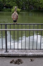 Egyptian goose (Alopochen aegyptiacus) sits vigilantly on fence, young, chicks, Feuersee, water is