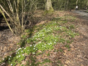 Wood anemone (Anemone nemorosa), forest floor, Stikelkamper Forest, native species, East Frisia,