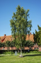 Lonely birch tree in park in front of half-timbered house in Ystad, Skåne County, Sweden,