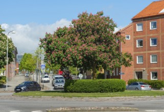 Flowering chestnut trees by street and apartment buildings in Ystad, Skåne County, Sweden,