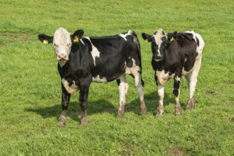 Young black and white lowland cattle on pasture in Ystad municipality, Skåne county, Sweden,