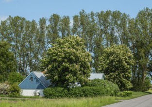 Old farm house among flowering chestnut trees and poplar trees in Ystad municipality, Skåne county,